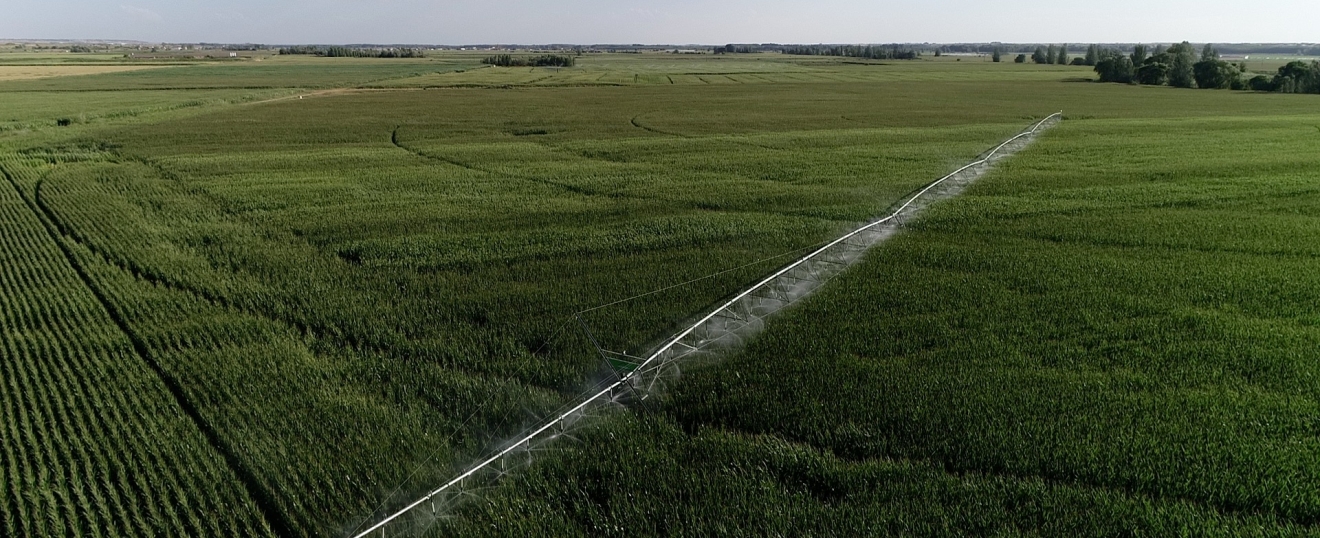 Drones en cultivos de maíz de Bercianos del Páramo
